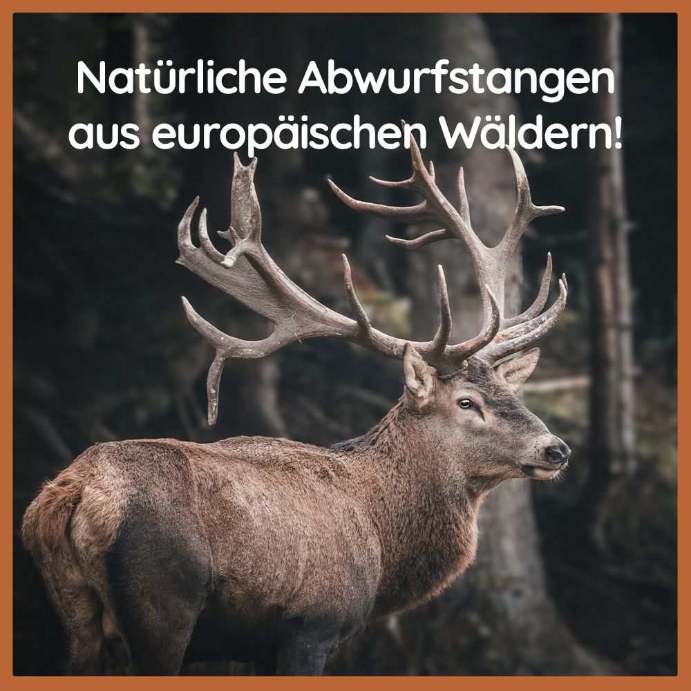 Vorschaubild 22