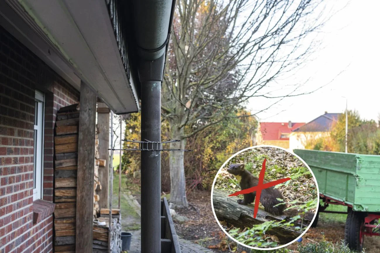 Vorschaubild 2