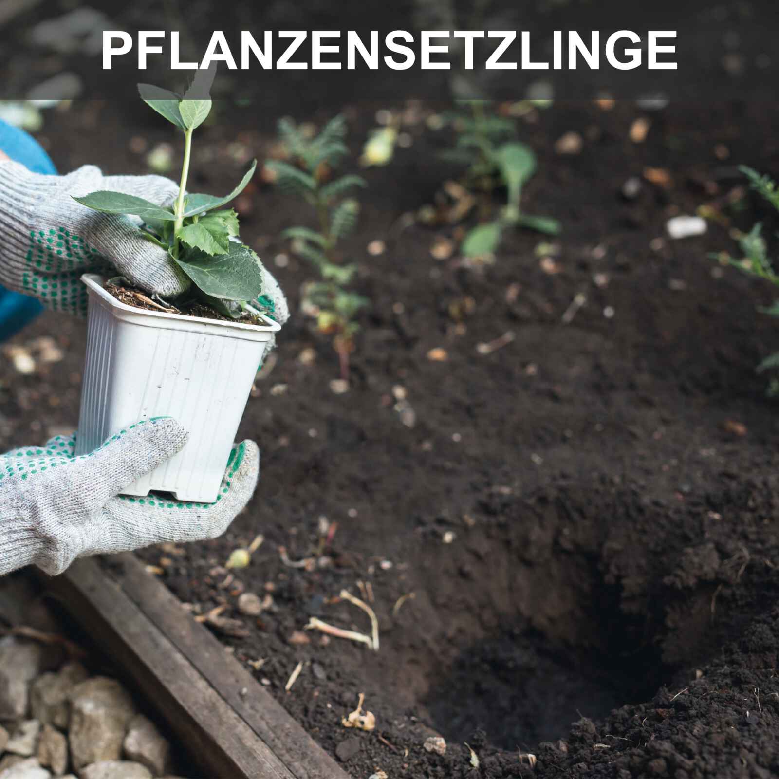 Vorschaubild 12