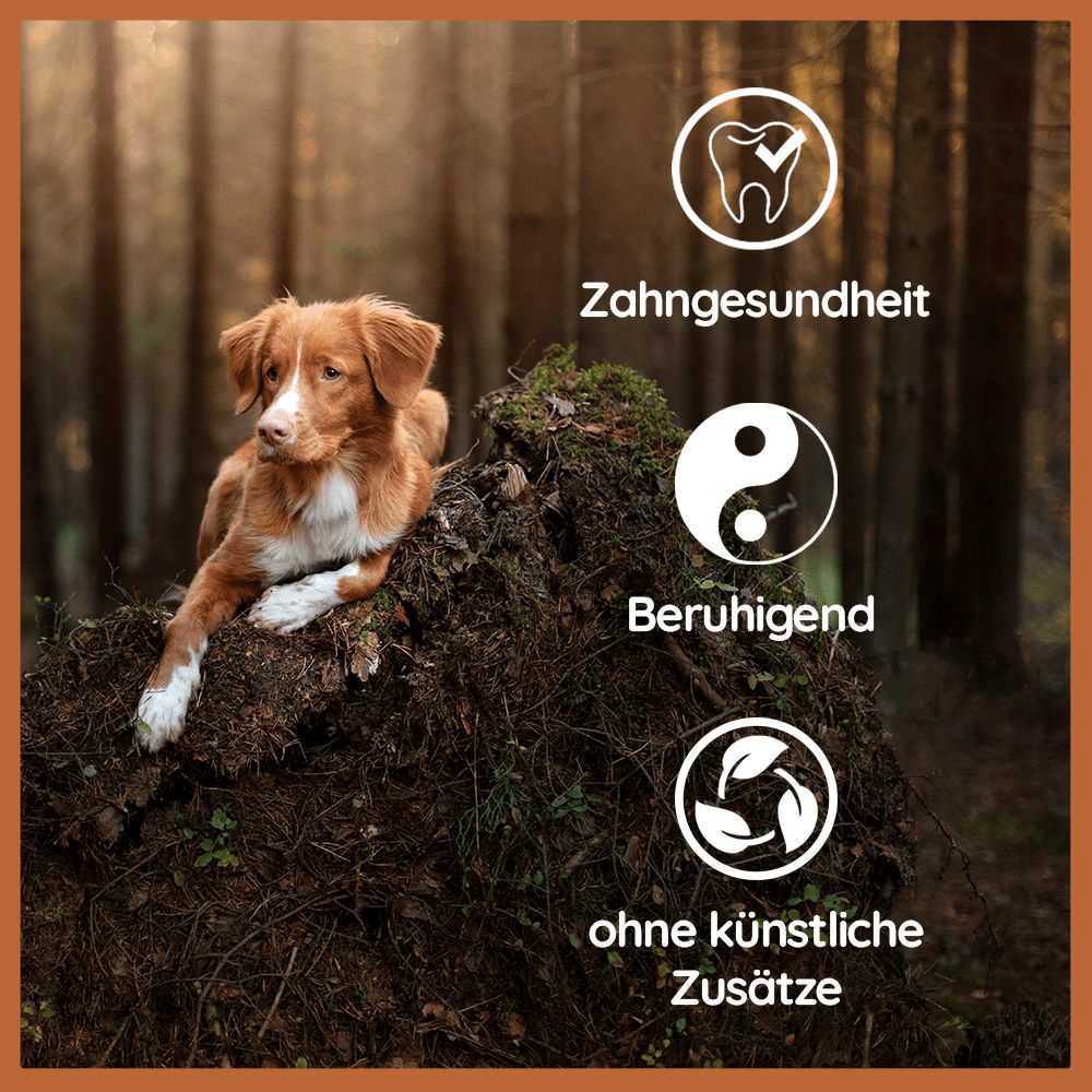 Vorschaubild 11